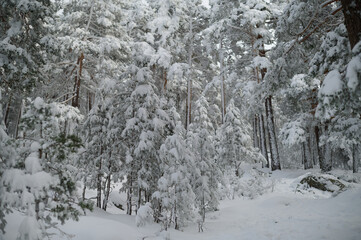 The Sierra de Guadarrama National Park after a heavy snowfall. Community of Madrid and Segovia. Spain