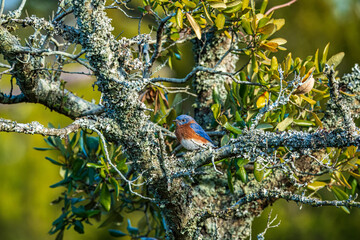 Eastern Blue bird on a branch