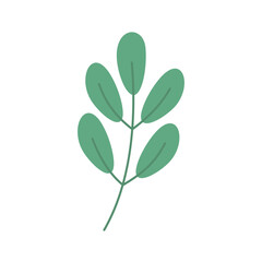 Botanical Decoration Elements Vector 