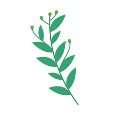 Botanical Decoration Elements Vector 