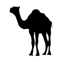 Camel Silhouette Set
