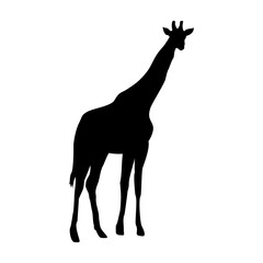 vector hand drawn giraffe silhouette