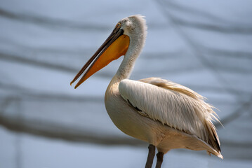 closeup of pelican in the habitat