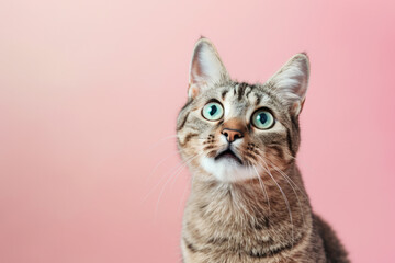 Fototapeta premium Cute Curious Tabby Cat Against Pink Backdrop Copy Space