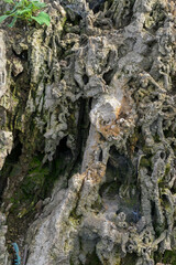 Rock cliff background, fossil rock, aquascape background material, paludarium