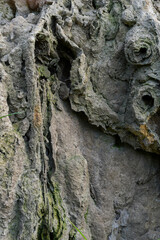 Rock cliff background, fossil rock, aquascape background material, paludarium