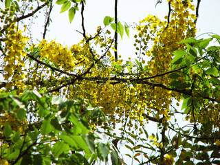 Beautiful golden shower tree in full bloom