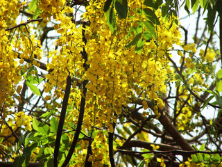 Fototapeta premium Beautiful golden shower tree in full bloom