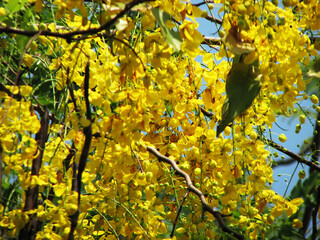 Beautiful golden shower tree in full bloom