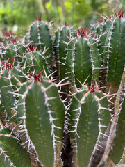 closeup of beautiful green cactus plants with white red thorns