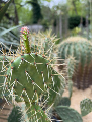 closeup beautiful cactus plant in the garden