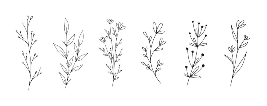 Naklejki Set of botanical line art floral leaves, plants. Hand drawn sketch branches isolated on white background. Vector illustration 
