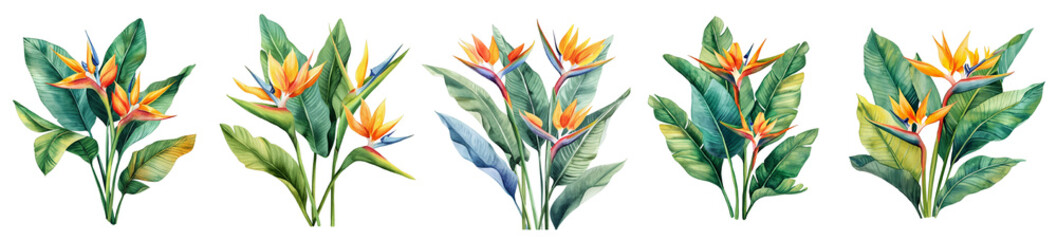 Tropical watercolor flowers isolated on transparent background. 
