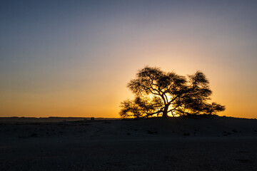 View of tree of life, Bahrain at dawn