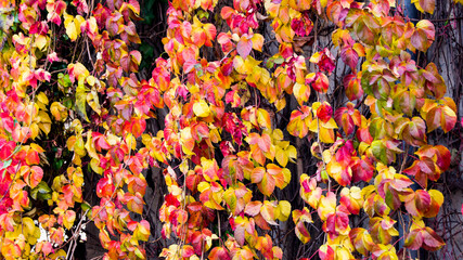 Autumn Leaves