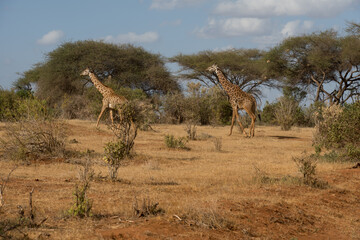 Giraffes in Tsavo East and Tsavo West National Park Kenya