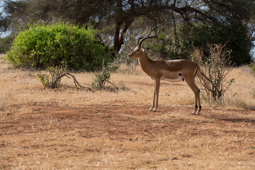 Antelope in the savannah of Africa