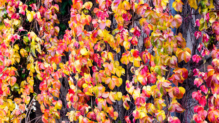 Autumn Leaves