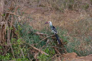 hornbill bird on the tree
