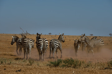 Zebra in the Savanna of Kenya
