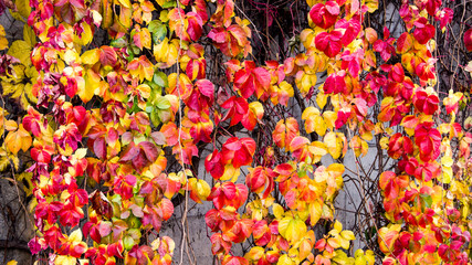 Autumn Leaves