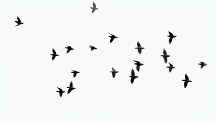 Fototapeta premium flock of birds flying sill