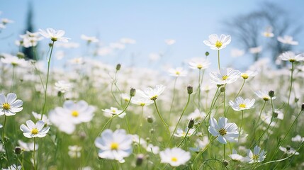 Fototapeta premium White flowers blooming