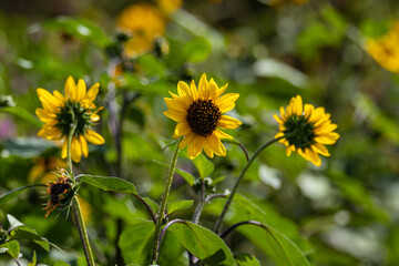 Yellow flowers in a flower bed