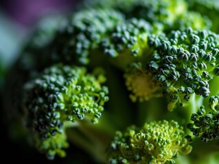 Close-up macro photography of the rich green texture of fresh broccoli, highlighting the patterns of nature's bounty.
