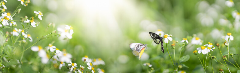Nature of butterfly and flower in garden using as background butterflies day cover page or banner...