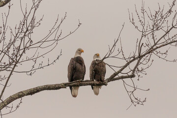 Pair of Bald Eagles perched on a tree branch looking over the marsh