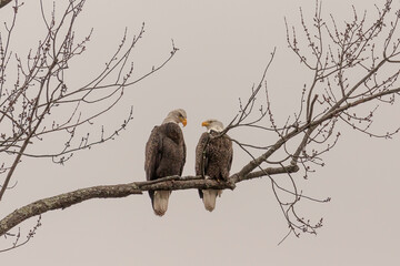 Pair of Bald Eagles perched on a tree branch looking over the marsh