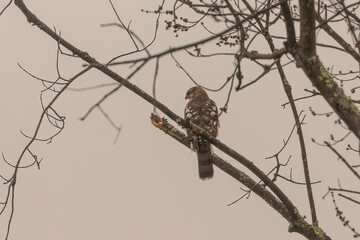 Juvenile Coopers Hawk perched on a tree branch
