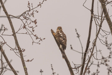 Juvenile Coopers Hawk perched on a tree branch