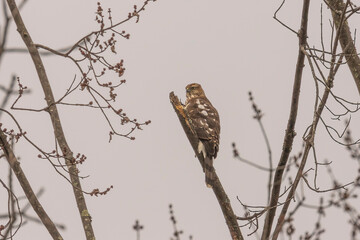 Juvenile Coopers Hawk perched on a tree branch