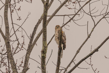 Juvenile Coopers Hawk perched on a tree branch