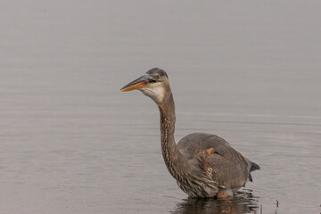 Great Blue Heron swallows a fish it caught in the marsh