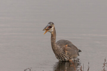 Great Blue Heron swallows a fish it caught in the marsh