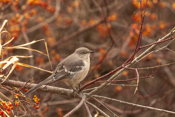 Northern Mockingbird perched on the branch of a berry covered bush