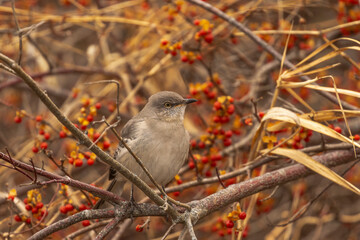 Northern Mockingbird perched on the branch of a berry covered bush