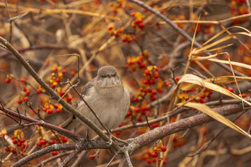 Northern Mockingbird perched on the branch of a berry covered bush