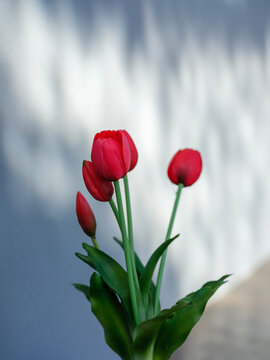 Red tulips on a sunny day