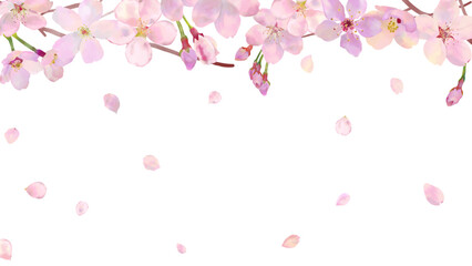 水彩の満開の桜の花の背景フレームバナー、ベクターイラスト素材、白背景、白バック、背景なし、舞う花びら　手描き、16:9