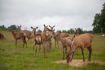Naklejka premium Deer in the field. Deer farm