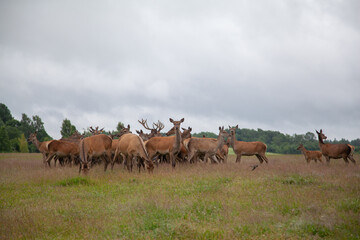 Deer in the field. Deer farm