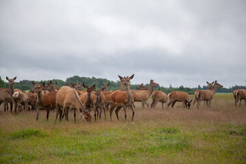Deer in the field. Deer farm
