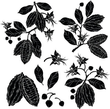 cocoa leaves, flowers and fruits silhouettes © mirifadapt