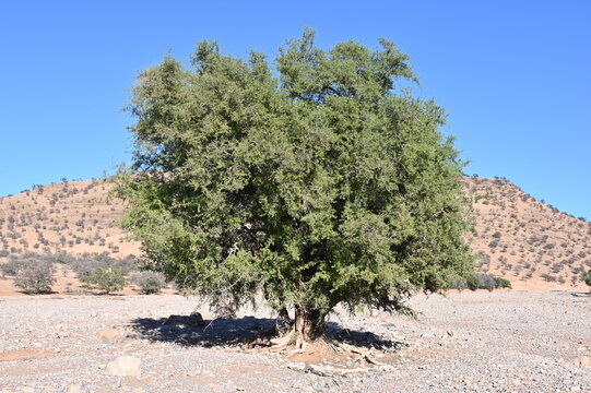 Arganbaum in karger Marokkanischer Landschaft
