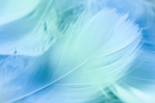 Many fluffy feathers as background, closeup. Color toned © New Africa