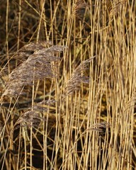 Reeds